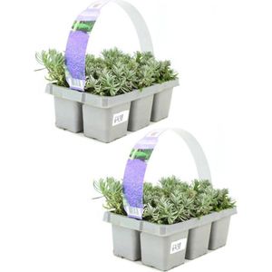 Lavendel - Lavandula angustifolia 'Hidcote' - 12 planten (2x sixpack) - Bodembedekker - Vaste plant - Tuinplant - Winterhard - Groenblijvend - Groen - Dwergstruik - Rijkbloeiend - Paarse bloem