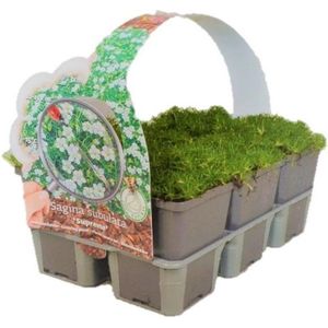 Sagina Subulata Supreme Mos Plant - Vetmuur - Bodembedekker - Mosplantje - Tray 6 stuks -  ↑ 5 cm ⌀ 9 cm - Bodembedekker - Vaste plant - Tuinplant - Winterhard - Groenblijvend - Groen - Vetmuur - Gras - Plant