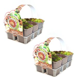Sempervivum mix - rotsplanten - winterharde vetplanten - 12 planten (2x sixpack) - Bodembedekker - Vaste plant - Tuinplant - Winterhard - Groenblijvend - Groen - Rotsplant