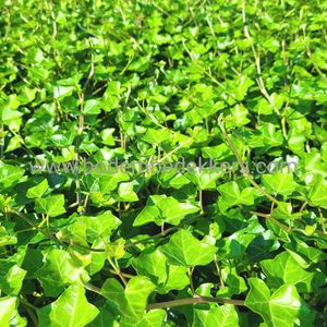 24x (stuks) Hedera Hibernica 9cm pot - Bodembedekker - Vaste plant - Tuinplant - Winterhard - Groenblijvend - Groen - Klimop