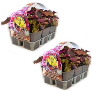 Heuchera micrantha 'Palace Purple' (Purperklokje) - 12 planten (2x sixpack) - Bodembedekker - Vaste plant - Tuinplant - Winterhard - Groenblijvend - Groen - Purperklokje - Paars