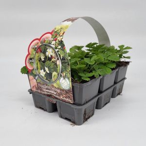 2x6 stuks (12 planten) in 6-Pack concept Fragaria vesca 'Alexandria' - Bodembedekker - Vaste plant - Tuinplant - Winterhard - Groenblijvend - Groen - Duizendknoop - Sieraardbei - Bosaardbei