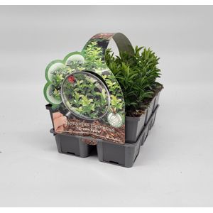 2x6 stuks (12 planten) in 6-Pack concept - Euonymus jap. 'Green Spire' - Haagplant - Bodembedekker - Buxus vervanger - Haag - Afscheiding - Winterhard - Bodembedekker - Vaste plant - Tuinplant - Winterhard - Groenblijvend - Groen - Haagplant