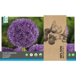 Intratuin bloembollen Sierui (Allium 'Globemaster') 2 stuks