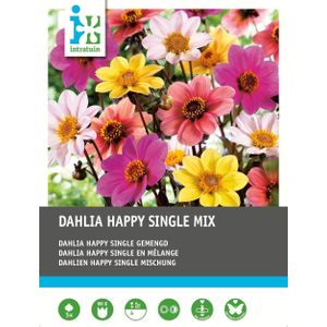 Intratuin Dahlia knol (Dahlia 'Happy Single') mix 5 stuks