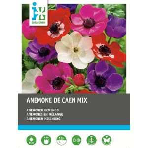 Intratuin Anemoon knol (Anemone 'De Caen') mix 60 stuks