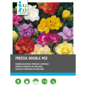 Intratuin bloembollen Freesia dubbel mix 50 stuks