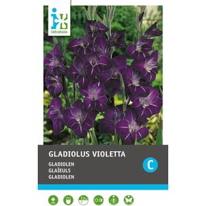 Intratuin bloembollen Gladiool (Gladiolen 'Violetta') 10 stuks