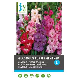 Intratuin bloembollen Gladiool (Gladiolen 'Purple mix') 10 stuks
