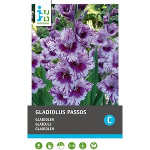 Intratuin bloembollen Gladiool (Gladiolen 'Passos') 10 stuks