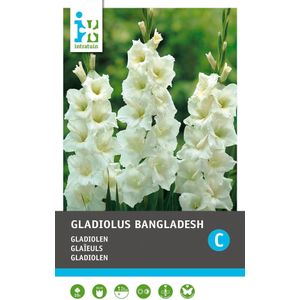 Intratuin bloembollen Gladiool (Gladiolus 'Bangladesh') 10 stuks