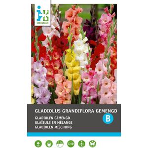 Intratuin bloembollen Gladiool (Gladiolus grandiflora) 10 stuks