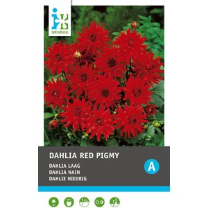 Intratuin Dahlia knol (Dahlia cactus 'Red Pigmy')