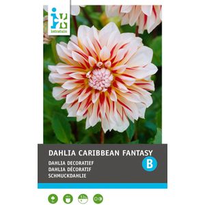 Intratuin Dahlia knol (Dahlia deco 'Caribbean fantasy')