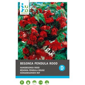 Intratuin Begonia knol (Begonia pendula) rood 3 stuks