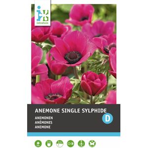 Intratuin bloemknol Anemoon (Anemone single 'Sylphide') 25 stuks