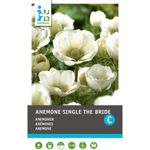 Intratuin Anemoon knol (Anemone single 'The Bride') 25 stuks
