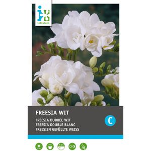Intratuin bloembollen Freesia dubbel (Freesia) 25 stuks
