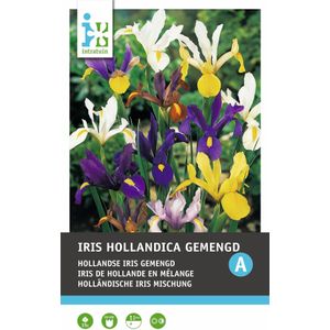 Intratuin bloembollen Iris (Iris hollandica) gemengd 15 stuks
