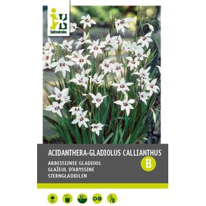 Intratuin bloembollen Abbessijnse Gladiool (Acidanthera gladiolus 'Callian') 25 stuks