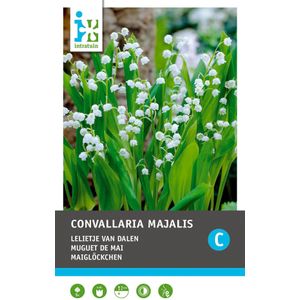 Intratuin Lelietje-van-Dalen knol (Convallaria majalis) 3 stuks