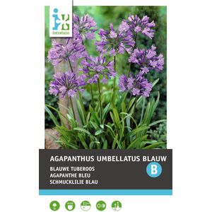 Intratuin Afrikaanse lelie knol (Agapanthus umbellatum) blauw