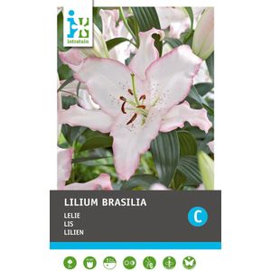 Intratuin bloembollen Lelie (Lilium oriental 'Brasilia') 2 stuks