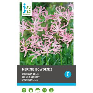 Intratuin bloembollen Kliplelie (Nerine bowdenii) 3 stuks