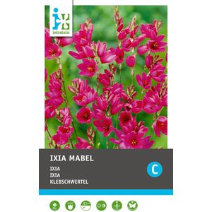 Intratuin bloembollen Ixia (Ixia 'Mabel') 25 stuks