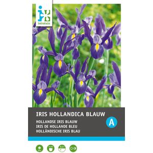 Intratuin bloembollen Iris (Iris hollandica 'Blue') 25 stuks