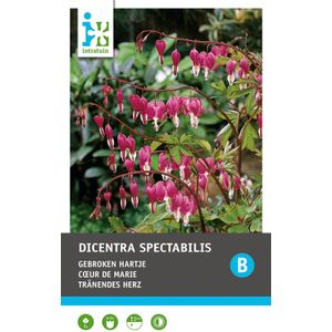 Intratuin Gebroken hartje knol (Dicentra spectabilis 'Pink')