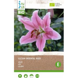 Intratuin biologische bloembol Lelie (Lilium oriental) roze