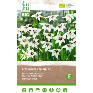 Intratuin biologische bloembollen Abessijnse gladiool (Acidanthera murielae) 10 stuks