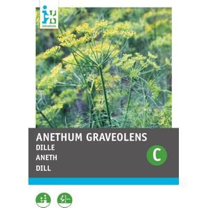 Intratuin kruidenzaad Dille (Anethum graveolens)