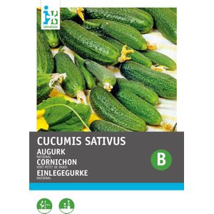 Intratuin groentezaad Augurken kleine scherpe groene (Cucumis sativus)