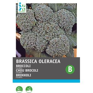 Intratuin groentezaad Broccoli (Brassica oleracea 'Groene Calabria')