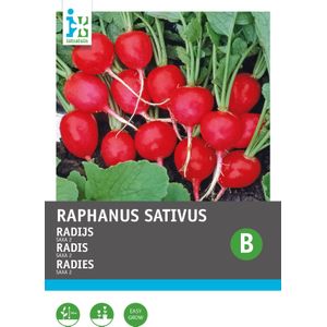 Intratuin groentezaad Radijs (Raphanus sativus 'Saxa')