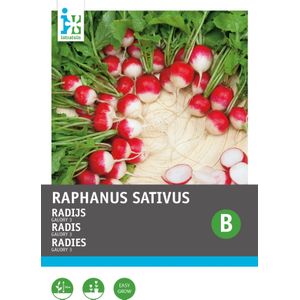 Intratuin groentezaad Radijs (Raphanus sativus 'Gaudry')