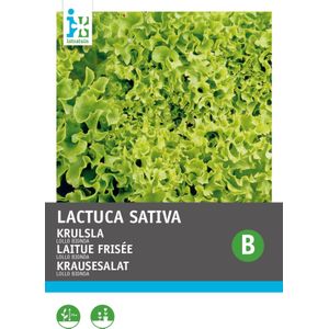 Intratuin groentezaad (Lactuca sativa 'Lollo Bionda')
