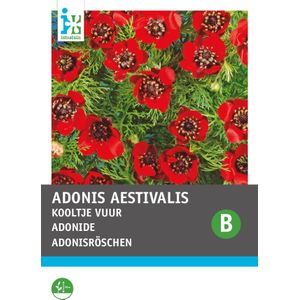 Intratuin bloemenzaad Zomeradonis rood (Adonis aestivalis)