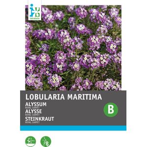 Intratuin bloemenzaad Alyssum paars (Alyssum maritimum 'Royal carpet')