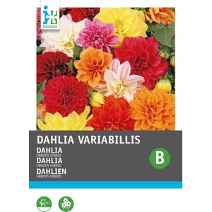 Intratuin bloemenzaad Dahlia (Dahlia variabilis 'Unwin's Hybride'))
