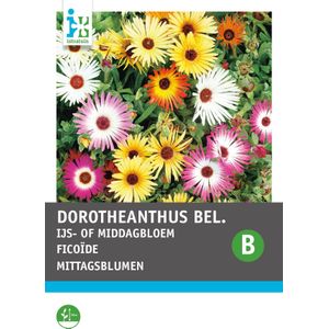 Intratuin bloemenzaad IJsbloemen gemengd (Mesembryanthemum bellidiformis)