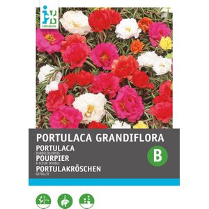 Intratuin bloemenzaad Portulaca dubbel gemengd (Portulaca Grandiflora)
