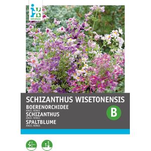 Intratuin bloemenzaad Boerenorchidee (Schizanthus wisetonensis 'Angel Wings')