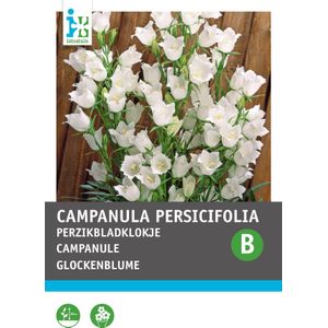 Intratuin bloemenzaad Perzikbladklokje wit (Campanula persicifolia)