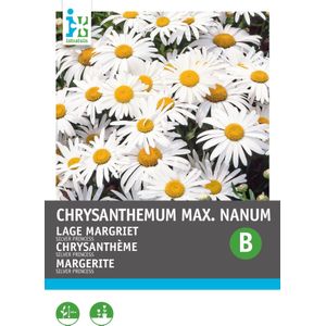 Intratuin bloemenzaad Lage Margriet (Chrysanthemum maximum nanum 'Silver Princess'))