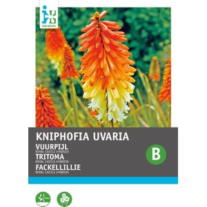 Intratuin bloemenzaad Vuurpijl (Kniphofia uvaria 'Royal Castle Hybrids')