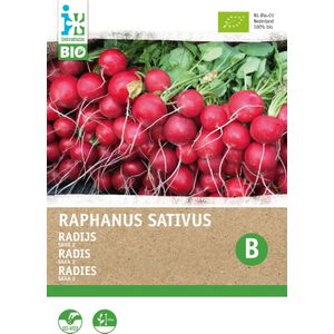 Biologische Intratuin groentezaad Radijs (Raphanus sativus 'Saxa')