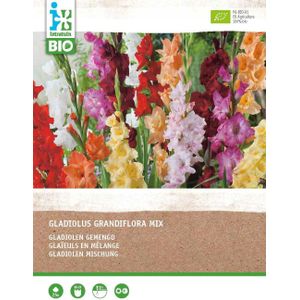 Intratuin biologische bloembollen Gladiool (Gladiolus grandiflora) gemengd 25 stuks